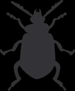 image of a bug