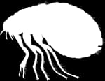 image of a flea