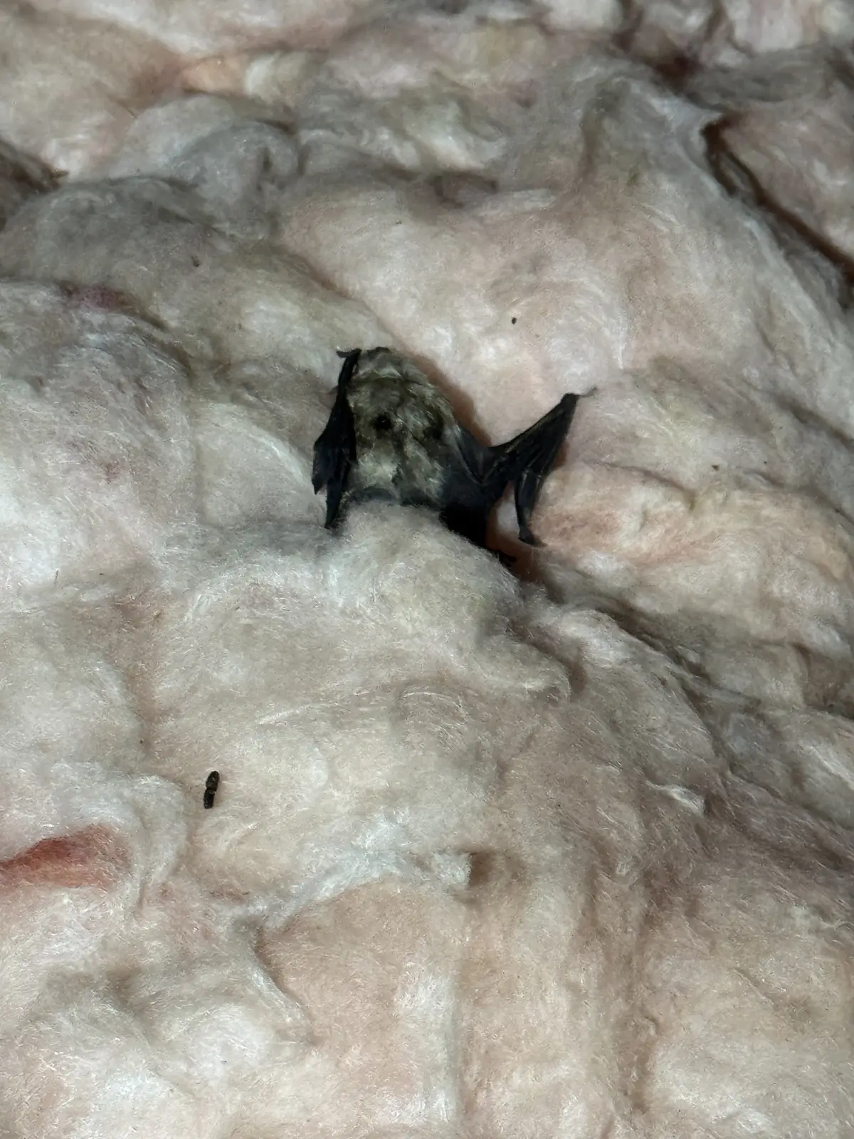 A bat resting on fiberglass attic insulation