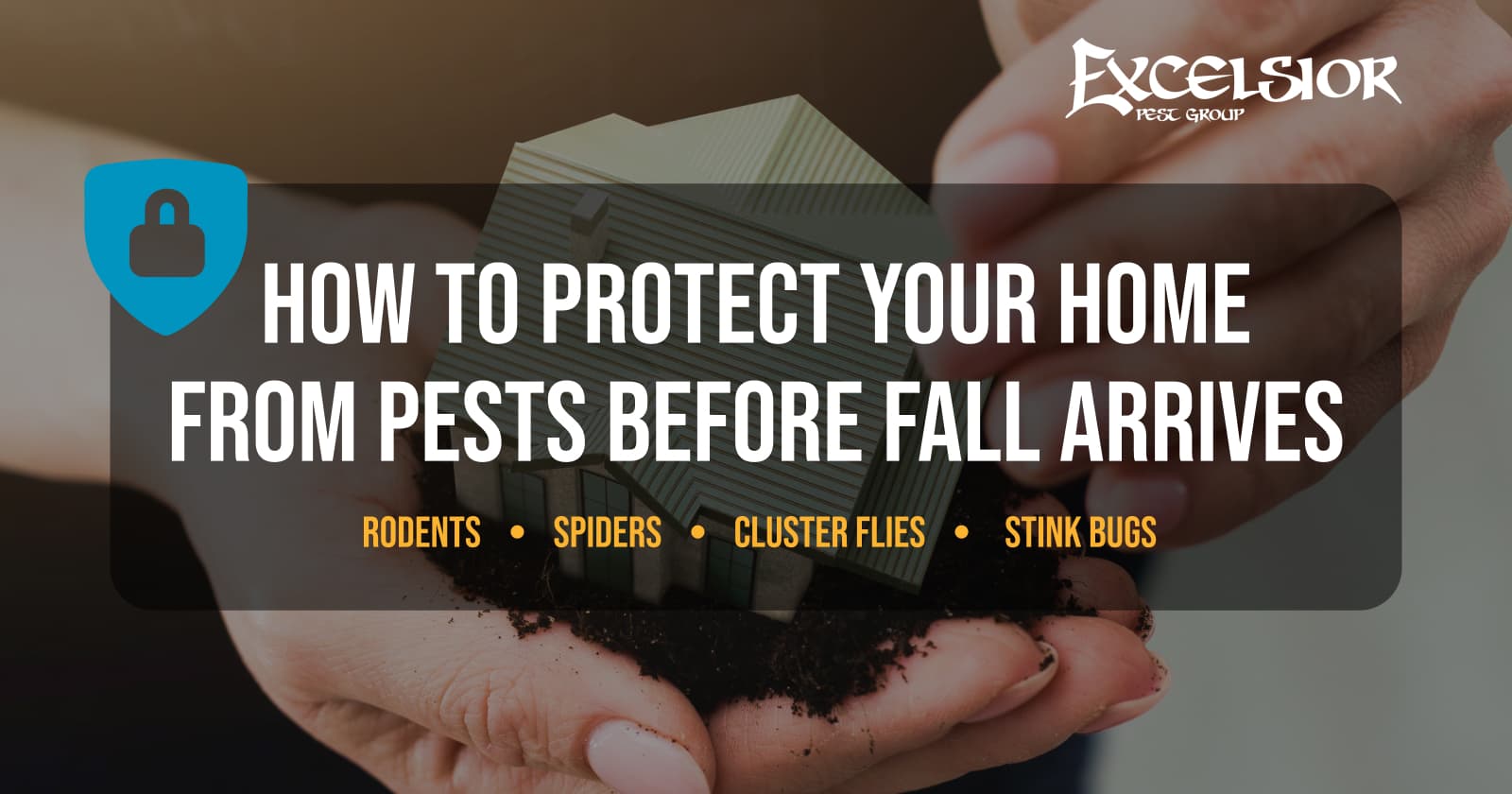 How to protect your home from pests before fall arrives - rodents, spiders, cluster flies, stink bugs