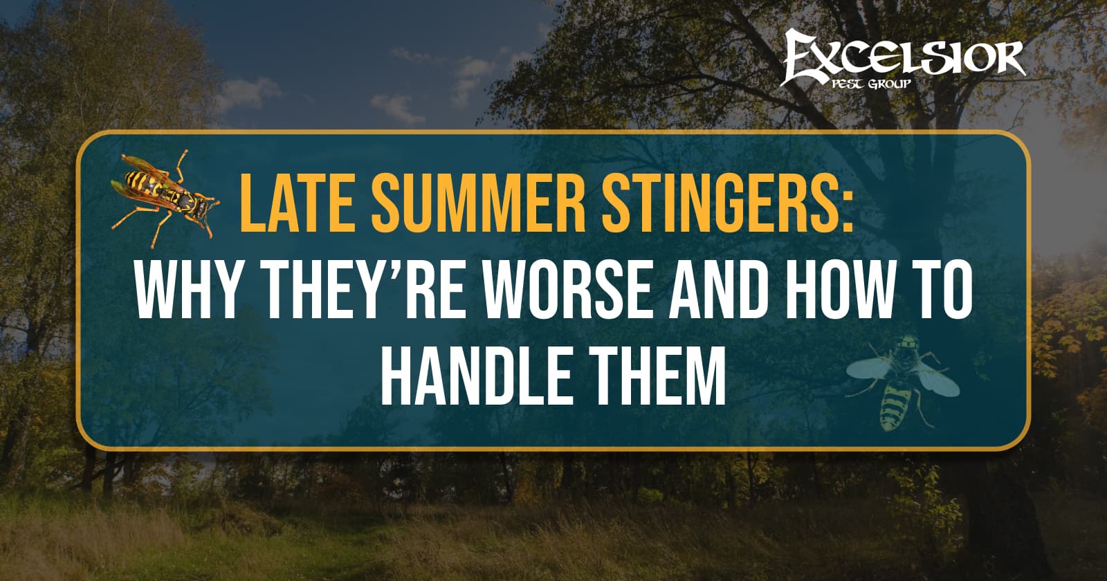 Late summer stingers: why they're worse and how to handle them