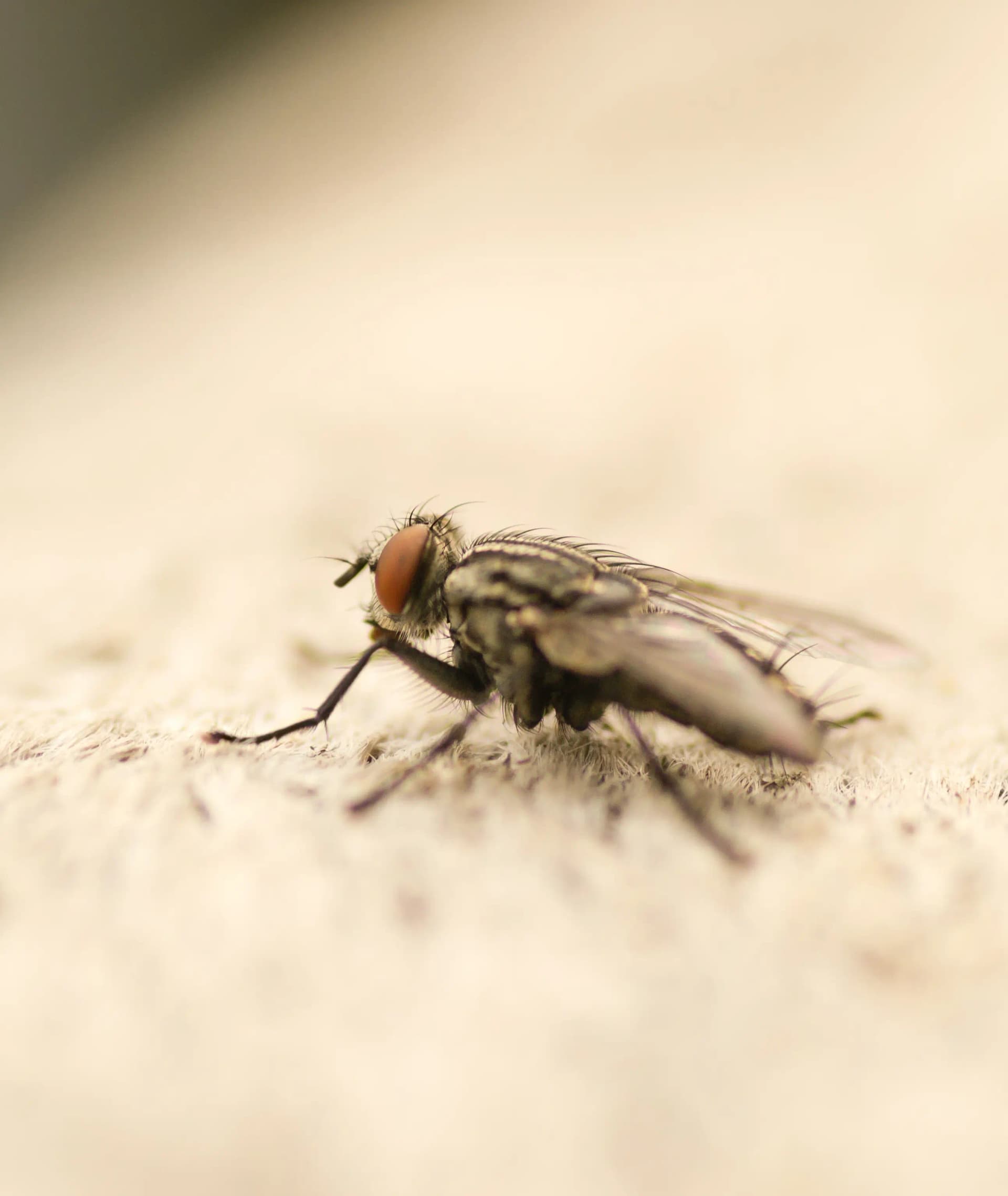 Cluster Flies