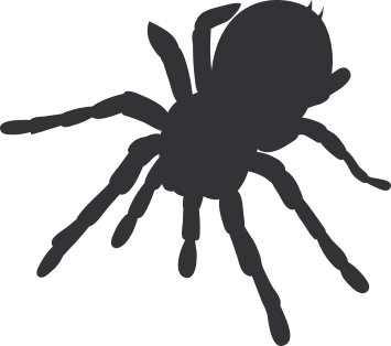 image of a spider