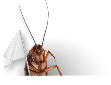 Photo of an insect holding a white flag