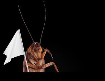 Photo of an insect holding a white flag