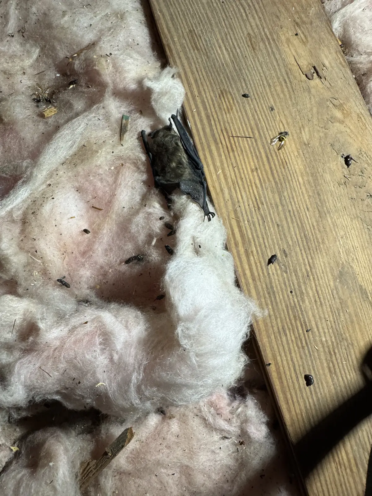 A bat clinging to insulation beside an attic floorboard
