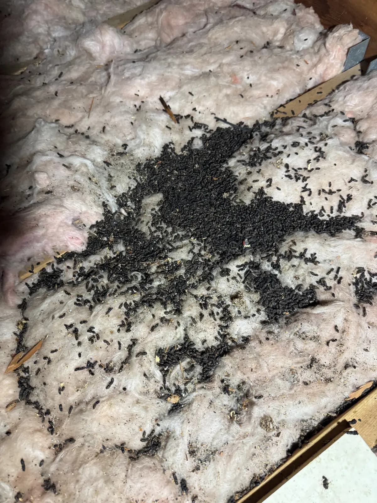 A pile of animal droppings on pink fiberglass batt insulation
