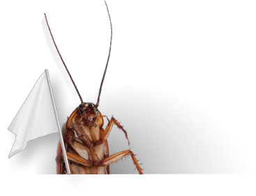 Photo of an insect holding a white flag